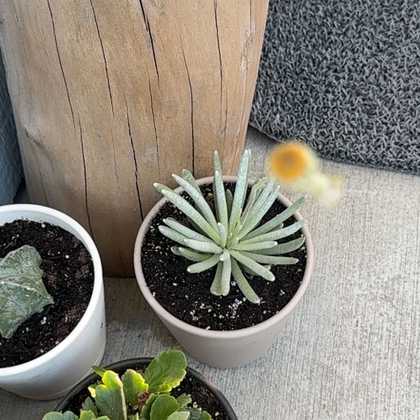 Photo of the plant species Woolly Senecio by @CordialHoya0 named Senecio Scaposus on Greg, the plant care app