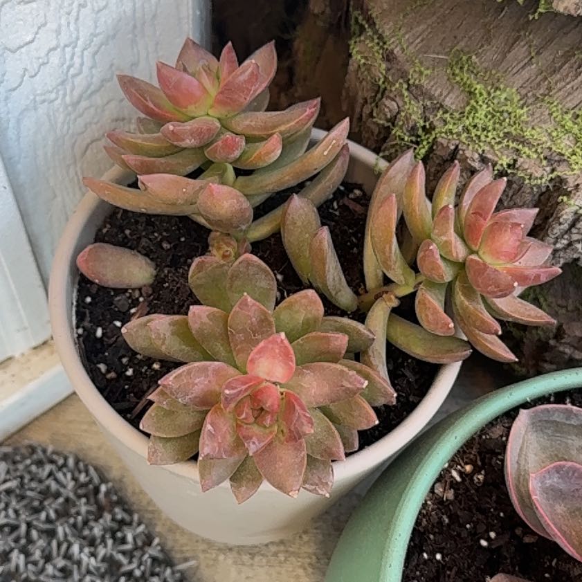Photo of the plant species Graptosedum 'Copper Glow' by @CordialHoya0 named Demi on Greg, the plant care app