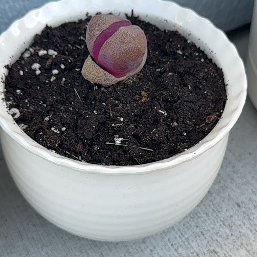 Photo of the plant species Purple Split Rock by @CordialHoya0 named Pleiospilos nelii Royal Flush on Greg, the plant care app