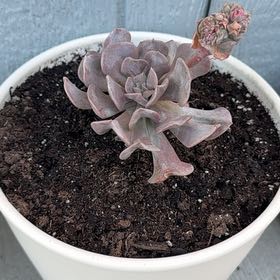 Photo of the plant species Echeveria 'Cubic Frost™' by @CordialHoya0 named Echeveria “Cubic Frost” on Greg, the plant care app