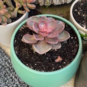 Photo of the plant species Echeveria Red Skye by @CordialHoya0 named Echeveria “Red Sky” on Greg, the plant care app