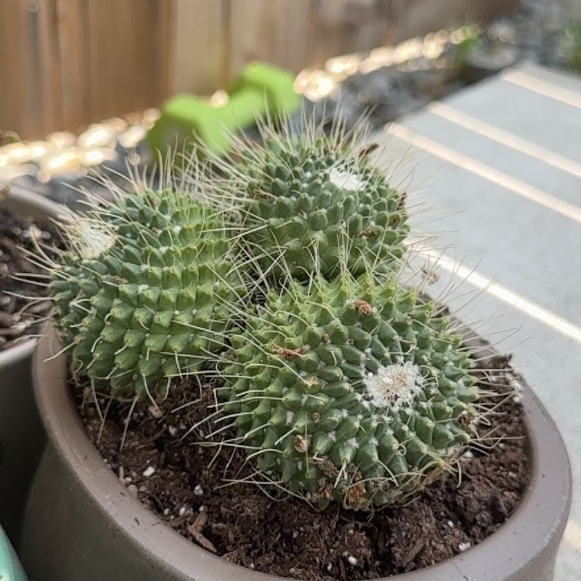 Photo of the plant species Mammilaria Spinosissima by @CordialHoya0 named ‘Un Pico’ on Greg, the plant care app