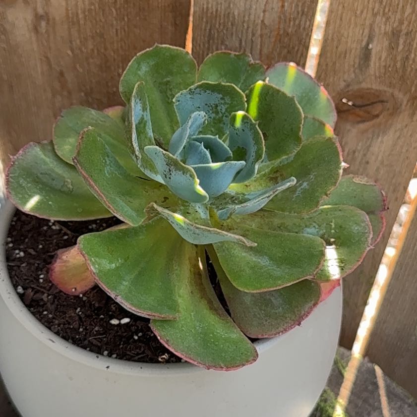 Photo of the plant species Succulent by @CordialHoya0 named Echeveria Calypso on Greg, the plant care app