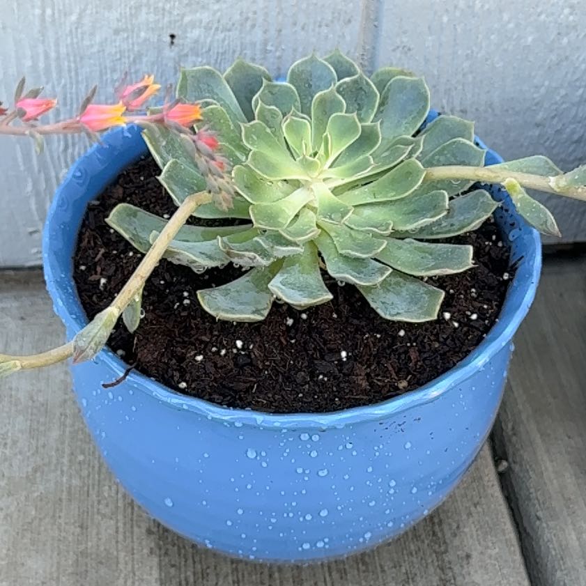 Photo of the plant species Echeveria by @CordialHoya0 named Tupot Amaroot (Allegra) on Greg, the plant care app