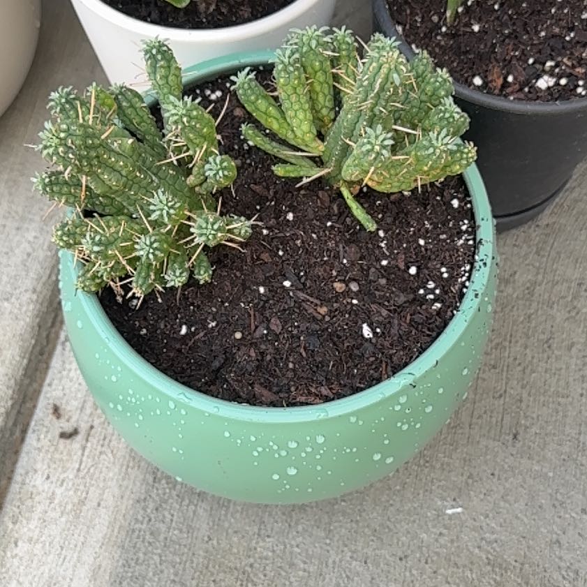 Photo of the plant species Corncob Cactus by @CordialHoya0 named Euphorbia Mammillaris on Greg, the plant care app