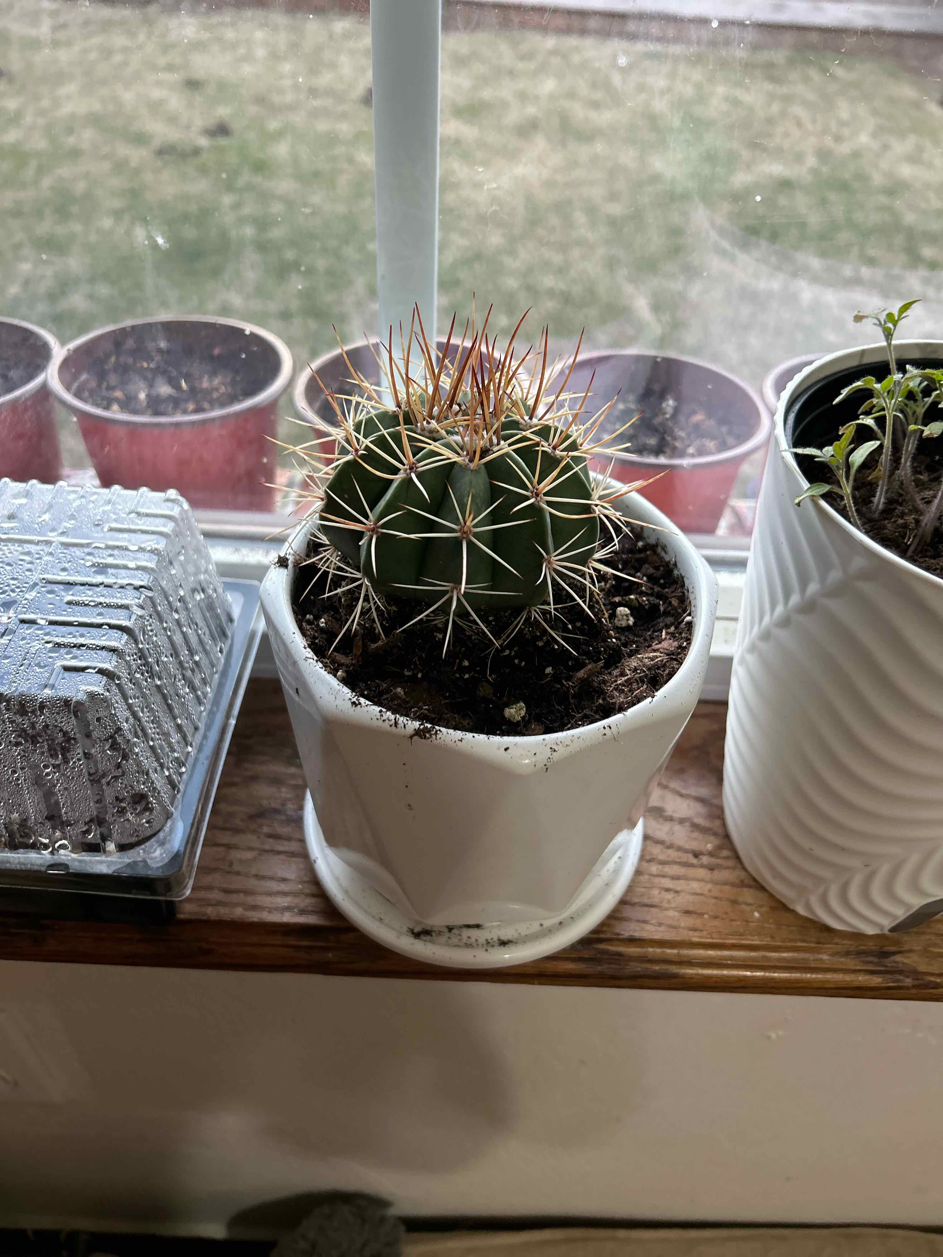 Photo of the plant species Turk's Cap Cactus by @Eichi named Tree Diddy on Greg, the plant care app