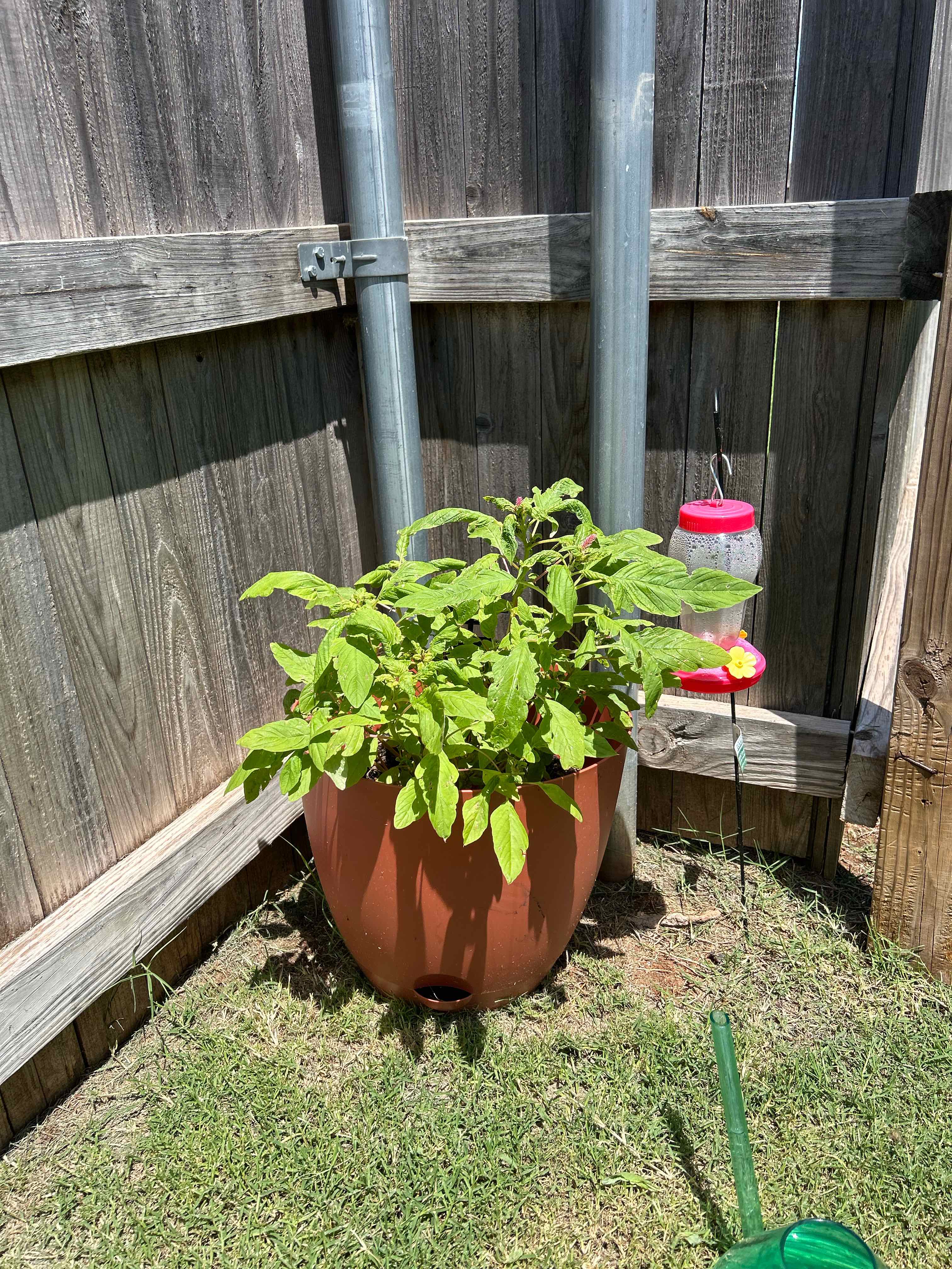 Photo of the plant species Amaranthus by @Eichi named Gil on Greg, the plant care app