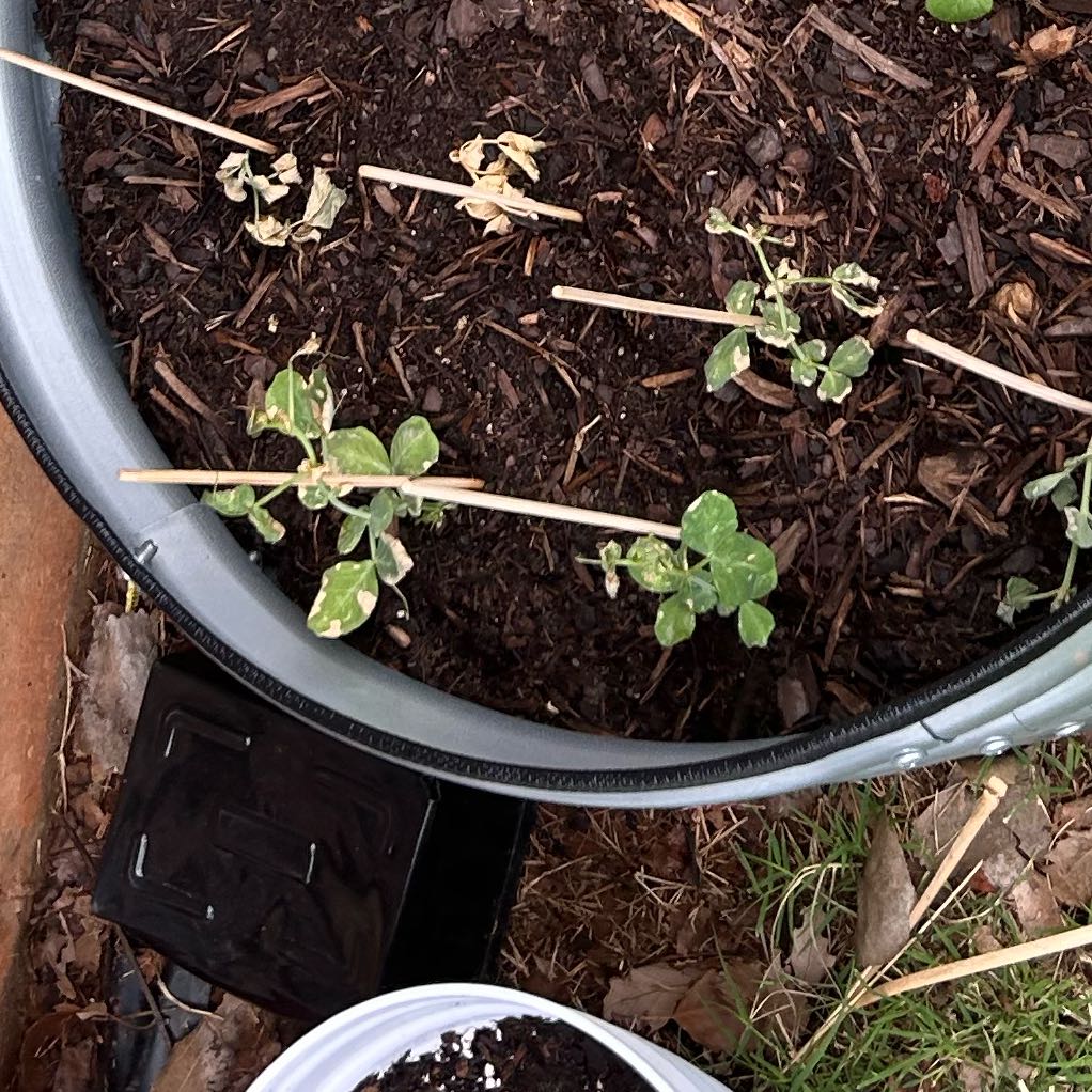 Photo of the plant species Peas by @Eichi named Dax on Greg, the plant care app