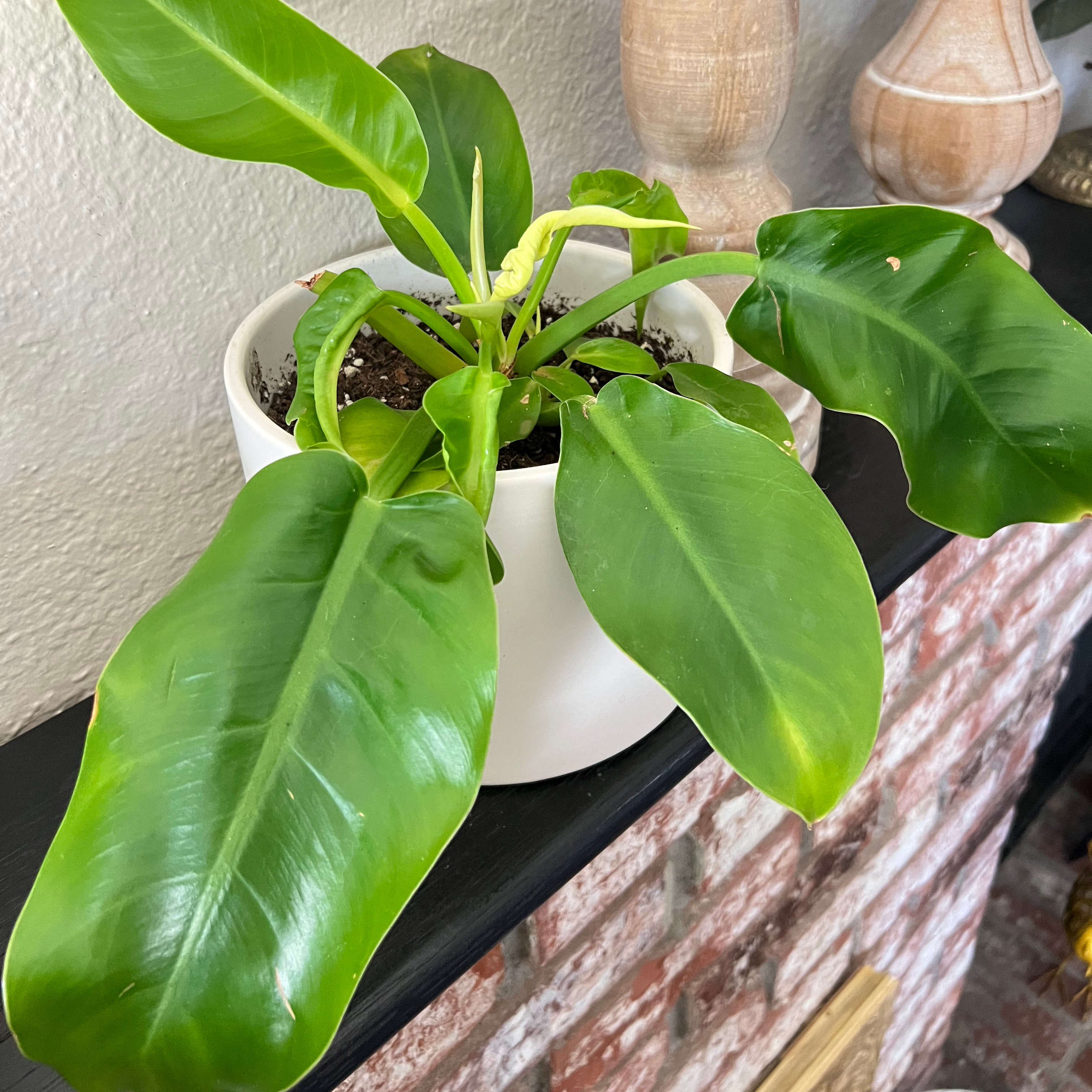 Philodendron Lemon Lime plant in a white pot with vibrant green leaves.