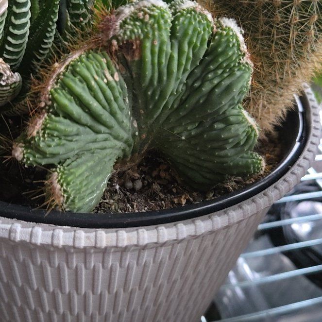 Photo of the plant species Crested Cactus by @EarthlyBaytree named Sonora on Greg, the plant care app