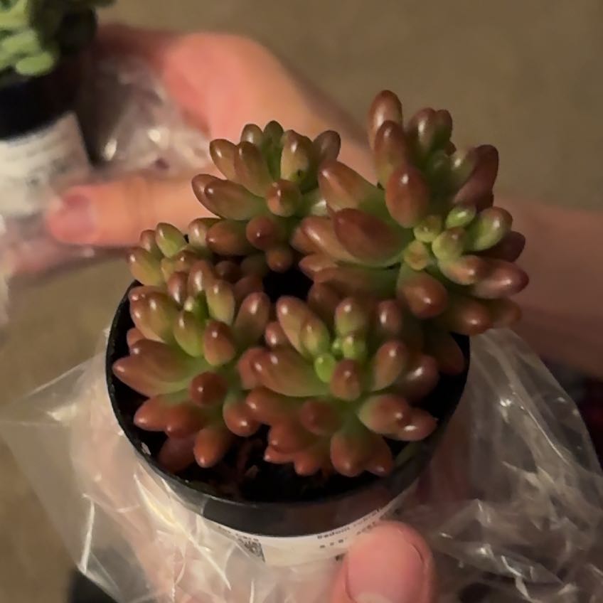 Photo of the plant species Sedum rubrotinctum 'Aurora' by @PrinceKonjac5 named Beyonce on Greg, the plant care app