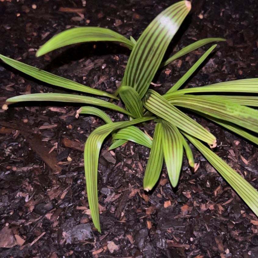 Photo of the plant species liliaceae by @Kaffers named Ledebouria cooperi. Cooper on Greg, the plant care app