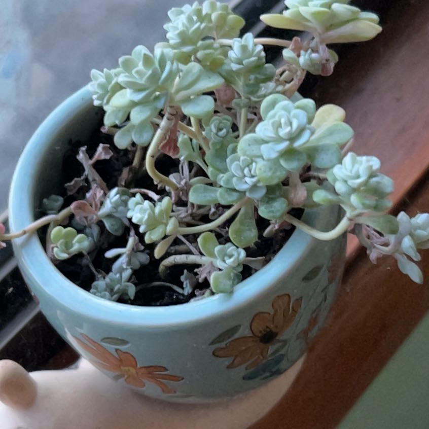 Photo of the plant species Sedum spathulifolium 'Cape Blanco' by @Kaffers named Anne on Greg, the plant care app
