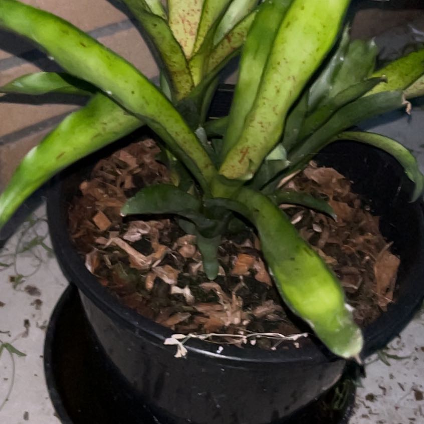 Photo of the plant species Neoregelia 'Magali' by @Kaffers named Diana on Greg, the plant care app