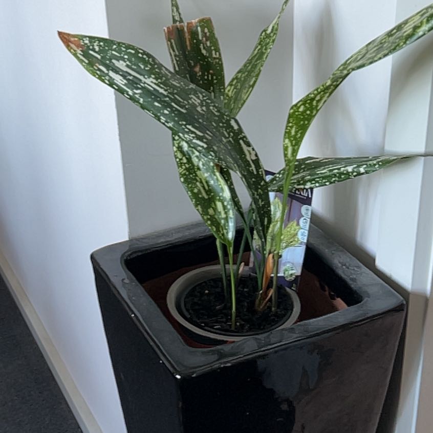 Photo of the plant species Aspidistra 'Cosmos' by @Kaffers named Cosmo on Greg, the plant care app