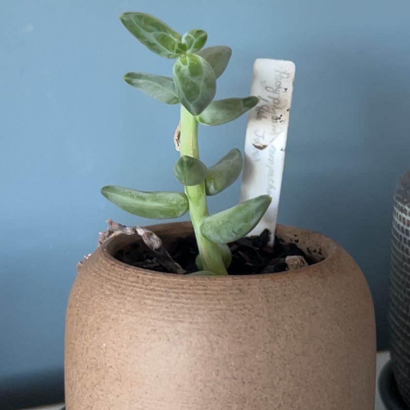 Photo of the plant species Little Jewel by @Kaffers named Sproutacus on Greg, the plant care app