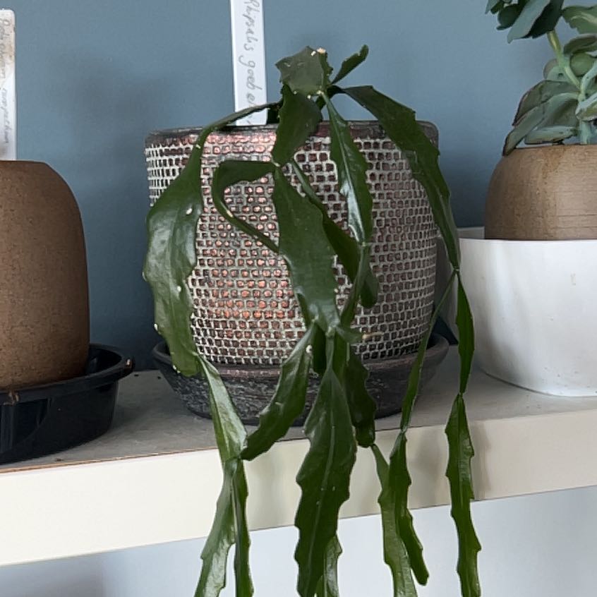 Photo of the plant species Mistletoe Cactus by @Kaffers named Robert Plant on Greg, the plant care app