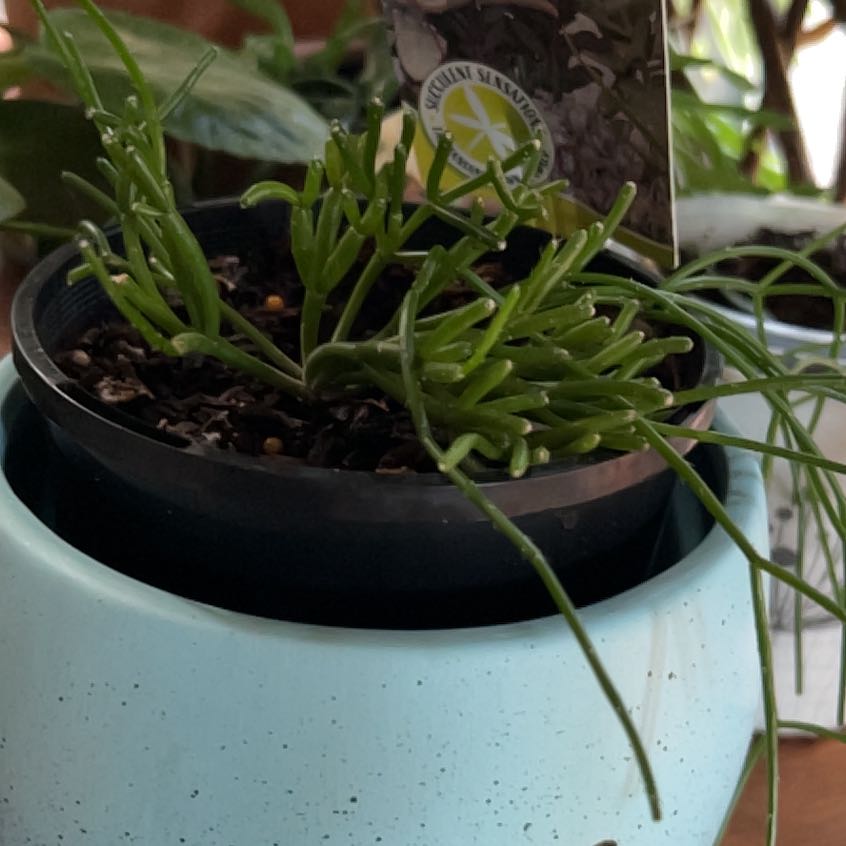 Photo of the plant species Rhipsalis clavata by @Kaffers named Captain Plant-it on Greg, the plant care app