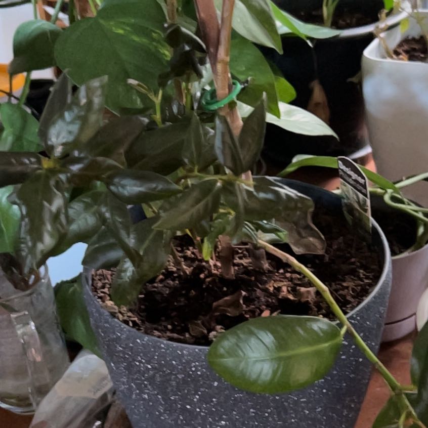 Photo of the plant species Philodendron Black Cardinal x Florida Beauty by @Kaffers named Gaga on Greg, the plant care app