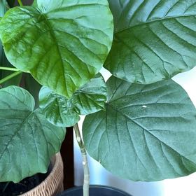 Photo of the plant species Ficus umbellata by @Kaffers named Foxxy on Greg, the plant care app