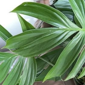 Photo of the plant species dragon tail by @Kaffers named Ronaldo on Greg, the plant care app