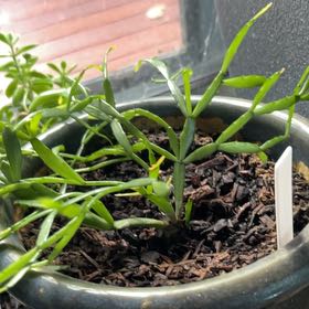 Photo of the plant species Mistletoe Cactus by @Kaffers named Cleopatra on Greg, the plant care app