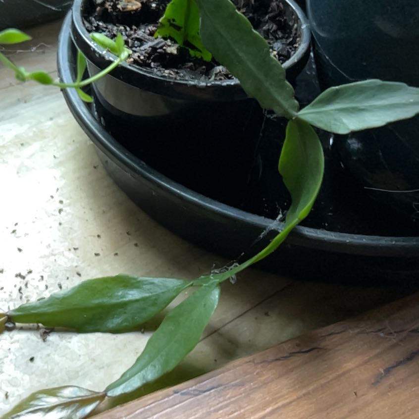 Photo of the plant species Rhipsalis spp. by @Kaffers named Aristotle on Greg, the plant care app