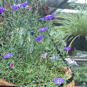 Photo of the plant species Perennial Flax by @Kaffers named Messi on Greg, the plant care app