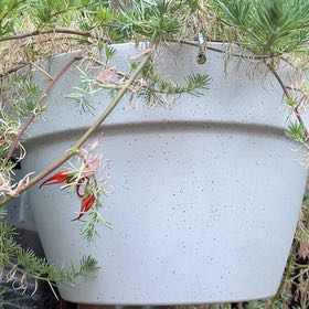 Photo of the plant species Trailing Lotus by @Kaffers named Plato on Greg, the plant care app