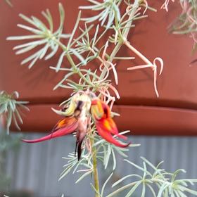 Photo of the plant species Trailing Lotus by @Kaffers named Dolores on Greg, the plant care app