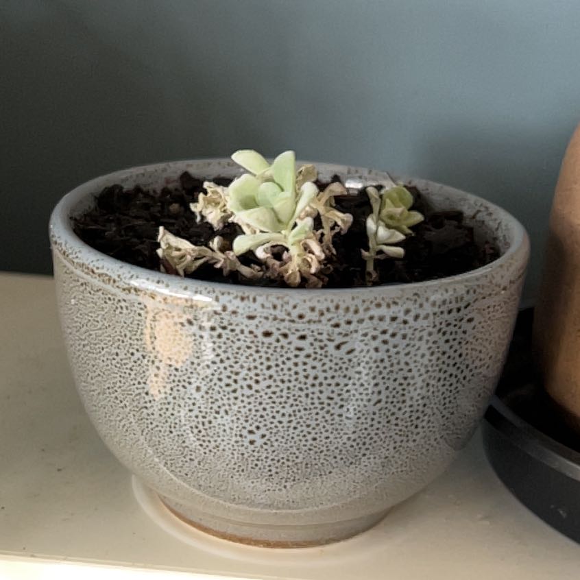 Photo of the plant species Crassula cotyledonis by @Kaffers named Elina on Greg, the plant care app