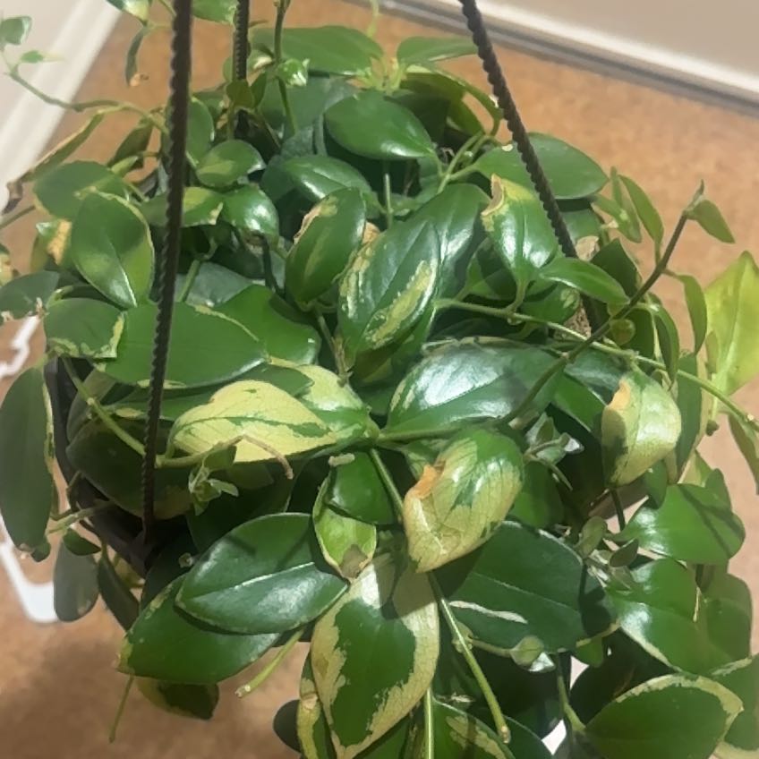 Photo of the plant species Formosan Creeping Fig by @FitLantana58 named Emerson on Greg, the plant care app