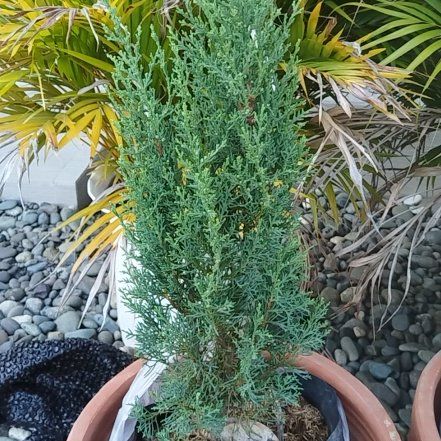 Photo of the plant species Mediterranean Cypress by @GladPandan31 named Demi on Greg, the plant care app
