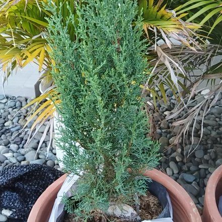 Photo of the plant species Cupressus Sempervirens by @GladPandan31 named Feliciano Vargas on Greg, the plant care app