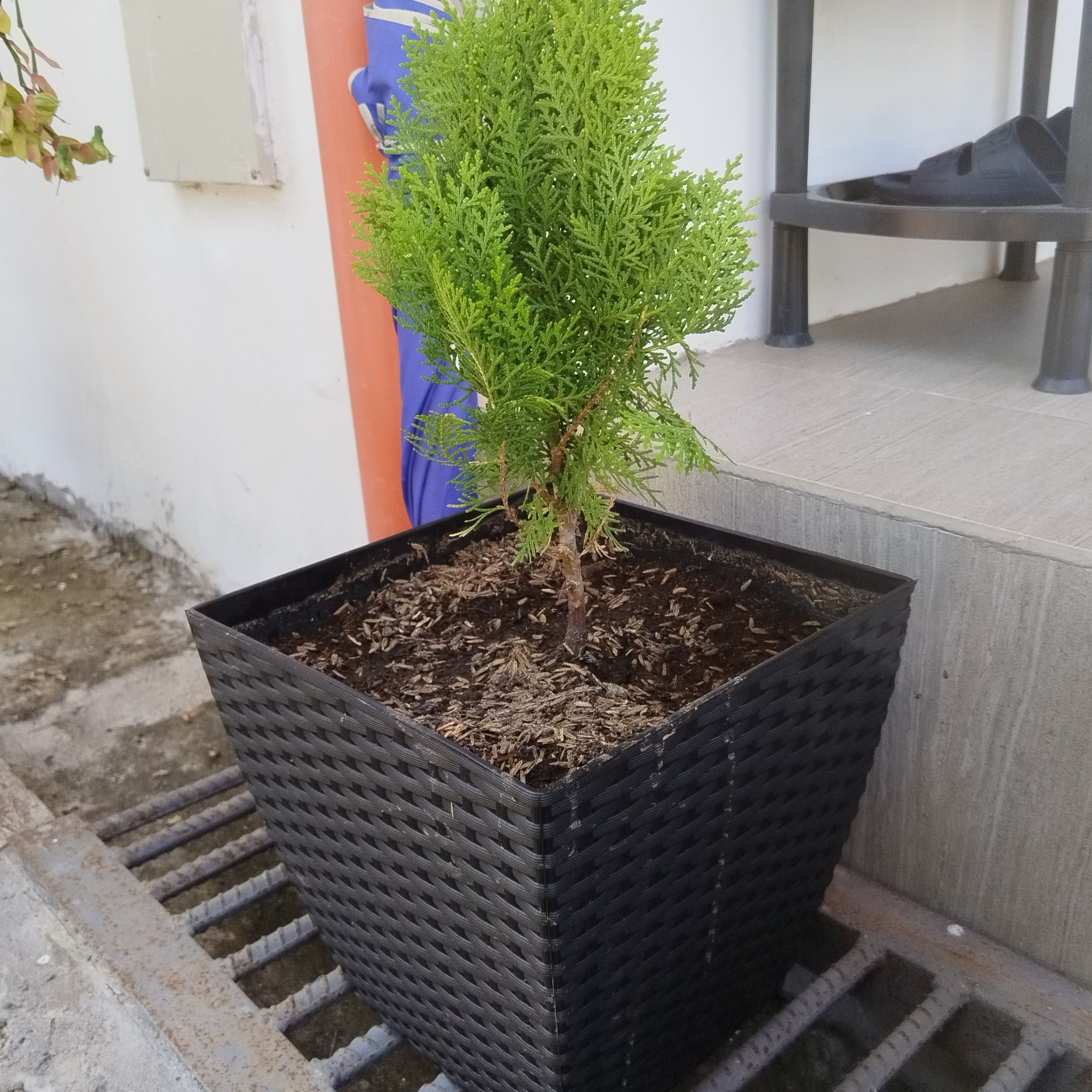 Photo of the plant species Oriental Arborvitae by @GladPandan31 named Cyparissus on Greg, the plant care app