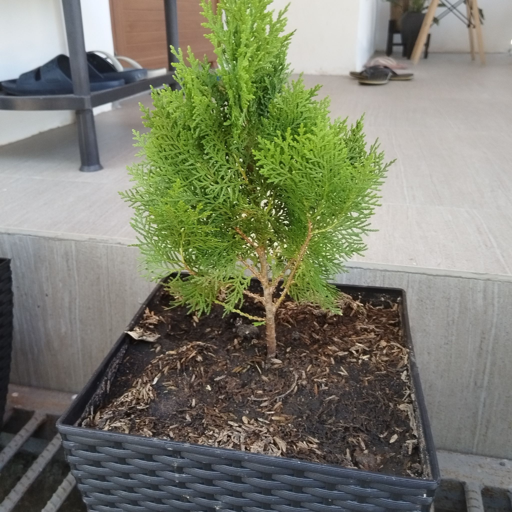 Photo of the plant species Oriental Arborvitae by @GladPandan31 named Penthos on Greg, the plant care app