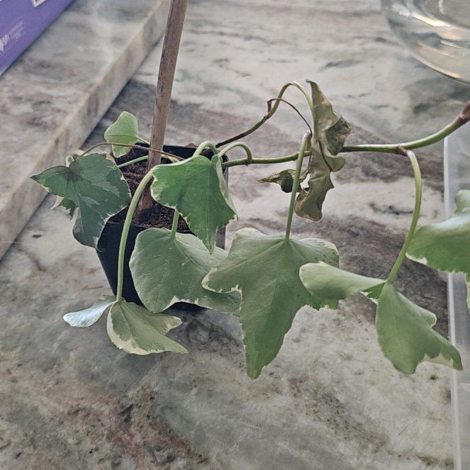 Photo of the plant species Possum-Grape by @AgileLychee74 named Mochi on Greg, the plant care app