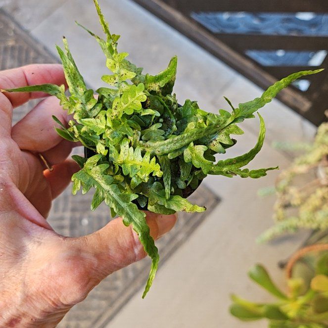 Photo of the plant species Licorice Fern by @AgileLychee74 named Bodhi on Greg, the plant care app