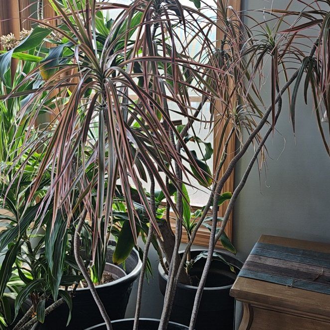 Photo of the plant species Dracaena marginata 'Spike' by @AgileLychee74 named Sick Sadie on Greg, the plant care app