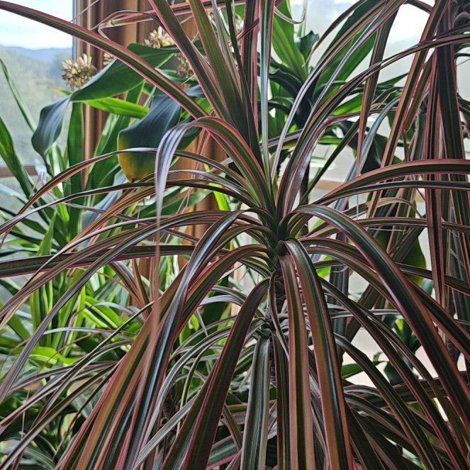 Photo of the plant species Dracaena by @AgileLychee74 named Sick Sadie on Greg, the plant care app