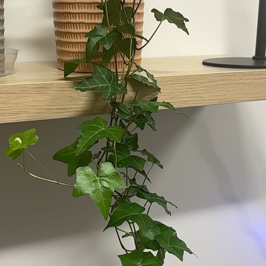 Photo of the plant species Asterisk Ivy by @LucidSunstar31 named Apollo on Greg, the plant care app