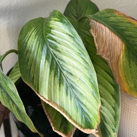 Photo of the plant species vigoro calathea by @Stepheaz named Harry on Greg, the plant care app