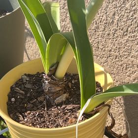 Photo of the plant species Amaryllis by @Stepheaz named Harper on Greg, the plant care app