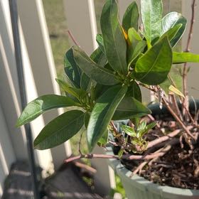 Photo of the plant species Mandevilla by @Stepheaz named Curie on Greg, the plant care app