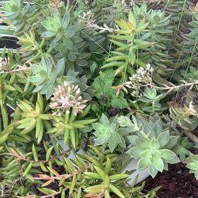 Photo of the plant species Gopher Plant by @Stepheaz named Athena on Greg, the plant care app