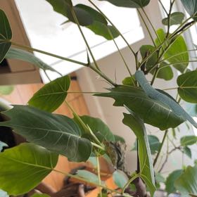 Photo of the plant species Bodhi Tree by @CleverChives40 named Prince on Greg, the plant care app