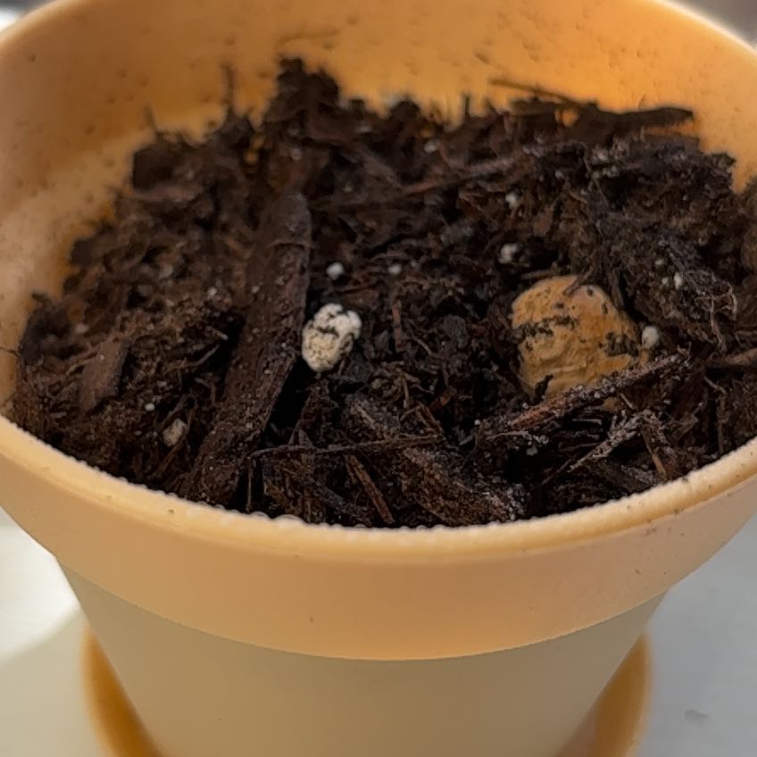 Photo of the plant species Ginger Root by @TryBluerose56 named Plato on Greg, the plant care app