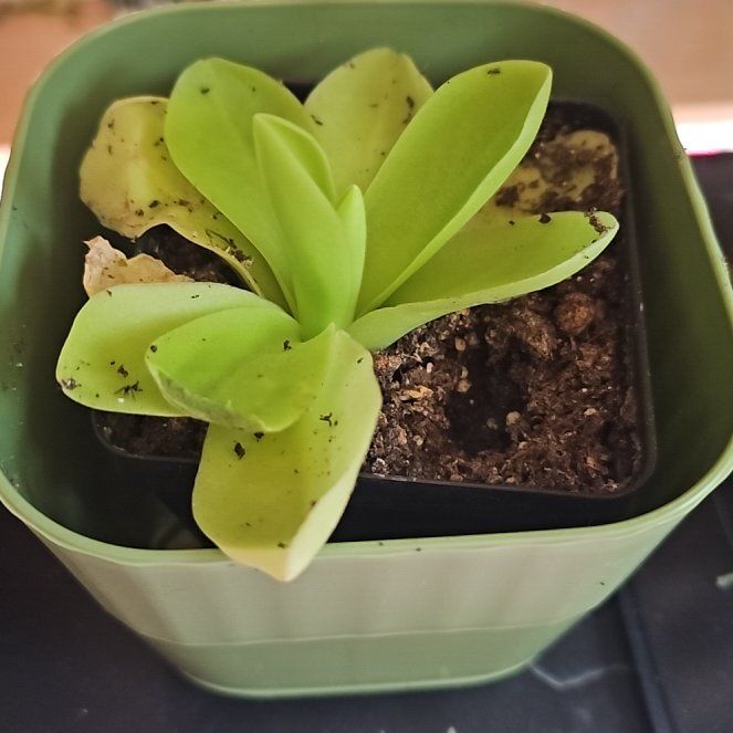 Photo of the plant species Mexican Butterwort by @JadeWillows named Terra on Greg, the plant care app