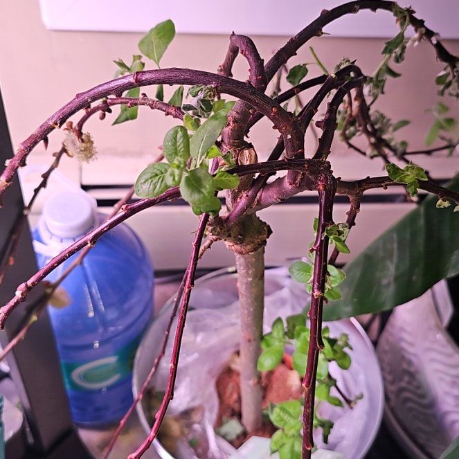 Photo of the plant species Dwarf Pussy Willow by @JadeWillows named Willow on Greg, the plant care app