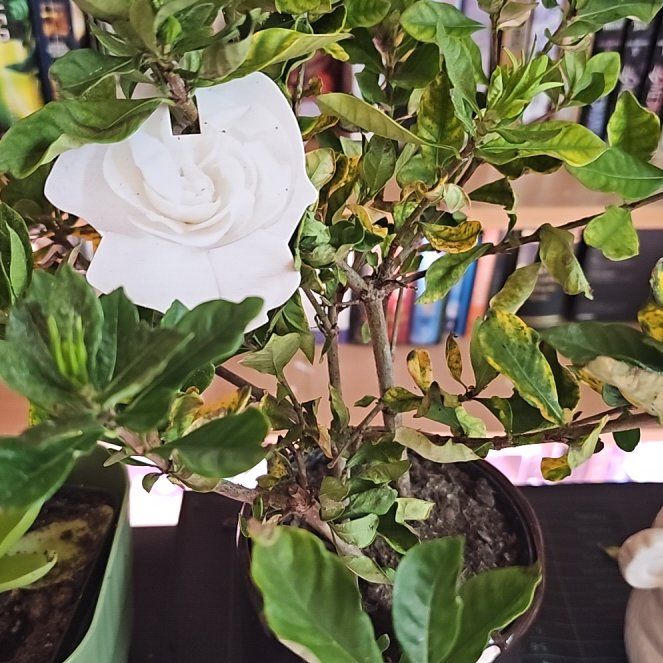 Photo of the plant species Common Gardenia by @JadeWillows named Marley on Greg, the plant care app